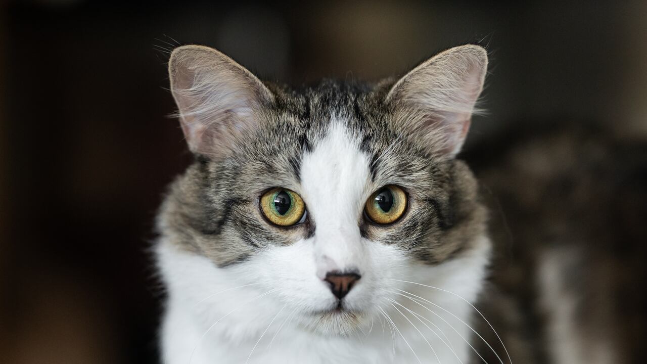 El hombre compraba gatos similares después de asesinarlos para que su madre no sospechara