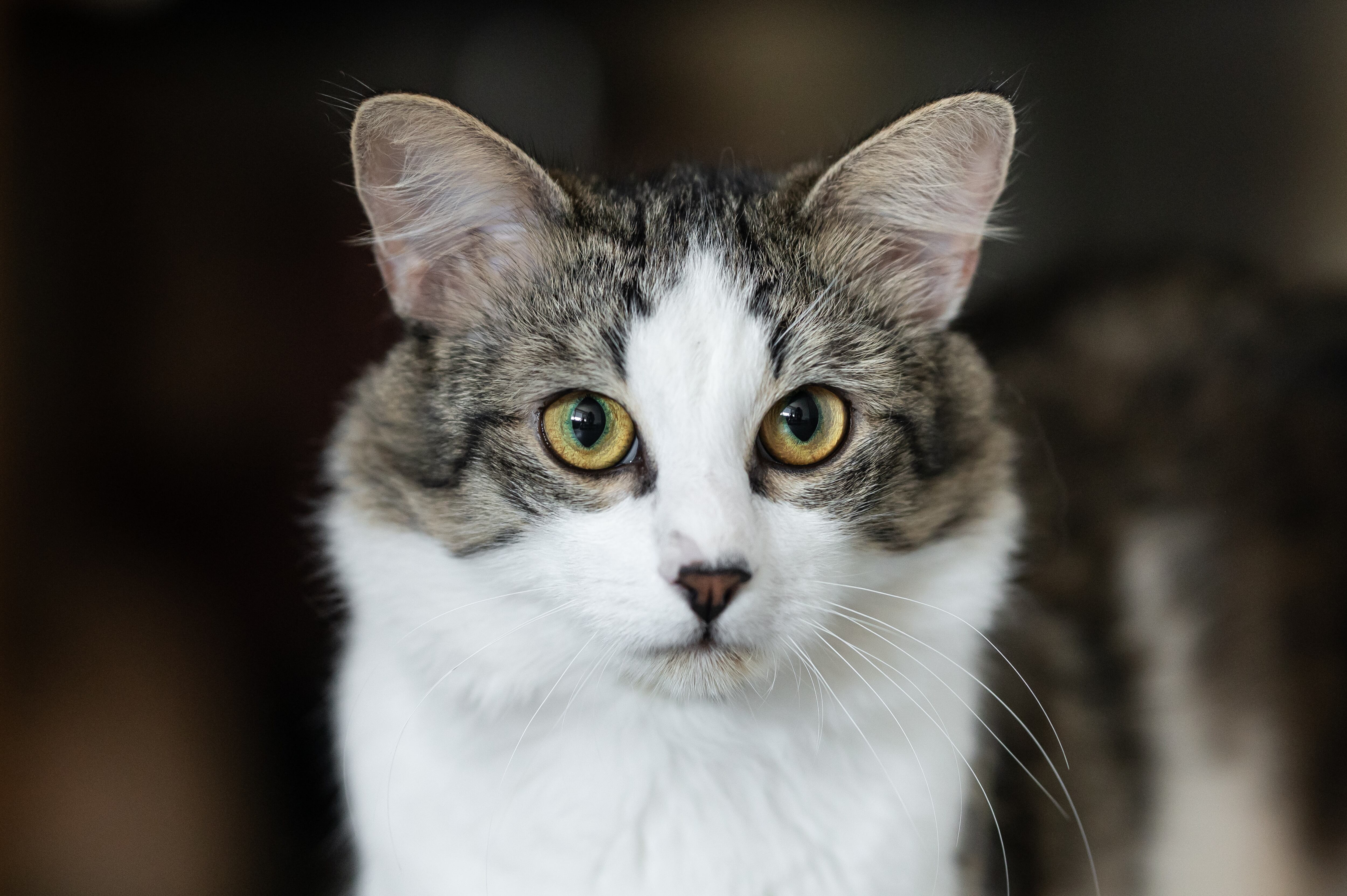 El hombre compraba gatos similares después de asesinarlos para que su madre no sospechara