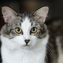 El hombre compraba gatos similares después de asesinarlos para que su madre no sospechara