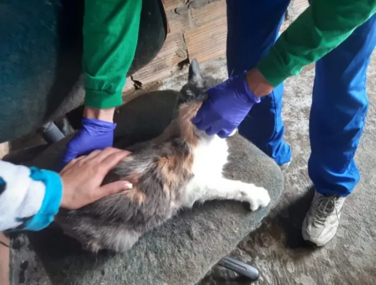 Rescate de animales en Bogotá