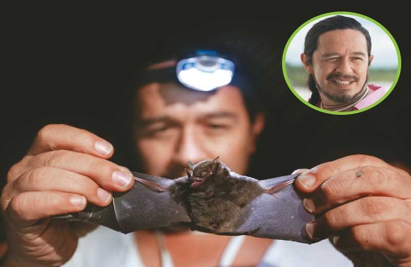 ‘BATICONCIENCIA’ EN EL CHOCÓ - No lucha contra el crimen, sí contra la percepción. Hugo Mantilla-Meluk ha dedicado su vida a los murciélagos y es un apasionado de este mamífero volador y de su magia. Gracias a sus estudios, el biólogo y Ph. D. descubrió que el Chocó es la zona más rica en esta especie en el hemisferio occidental. Sabe de lo que habla, ha dedicado 19 años a estos y diez documentándolos trabajando en el Chocó. “Son organismos maravillosos que nos ayudan silenciosamente y, a cambio, han recibido todo nuestro desprecio”, asegura. A esa fama Hugo responde apoyando el Festival del Murciélago, un evento que ya en su cuarta edición pone el foco  en la importancia de las 198 especies que existen y sus virtudes. Por ejemplo, que a pesar de ver muy bien, transmiten ultrasonidos que los ubican a ellos y a sus presas en el espacio. También son el mamífero más importante del trópico por la cantidad de semillas que dispersan. Mantilla apuntó a hacer del Chocó central una zona prioritaria de conservación de murciélagos. Y postuló a la localidad de Pacurita, donde ha registrado 70 especies, como Área de Importancia para la Conservación de Murciélagos.  “Cada vez que se pierde una especie, es como si se quemara un libro que nunca leímos”, afirma Mantilla-Meluk.