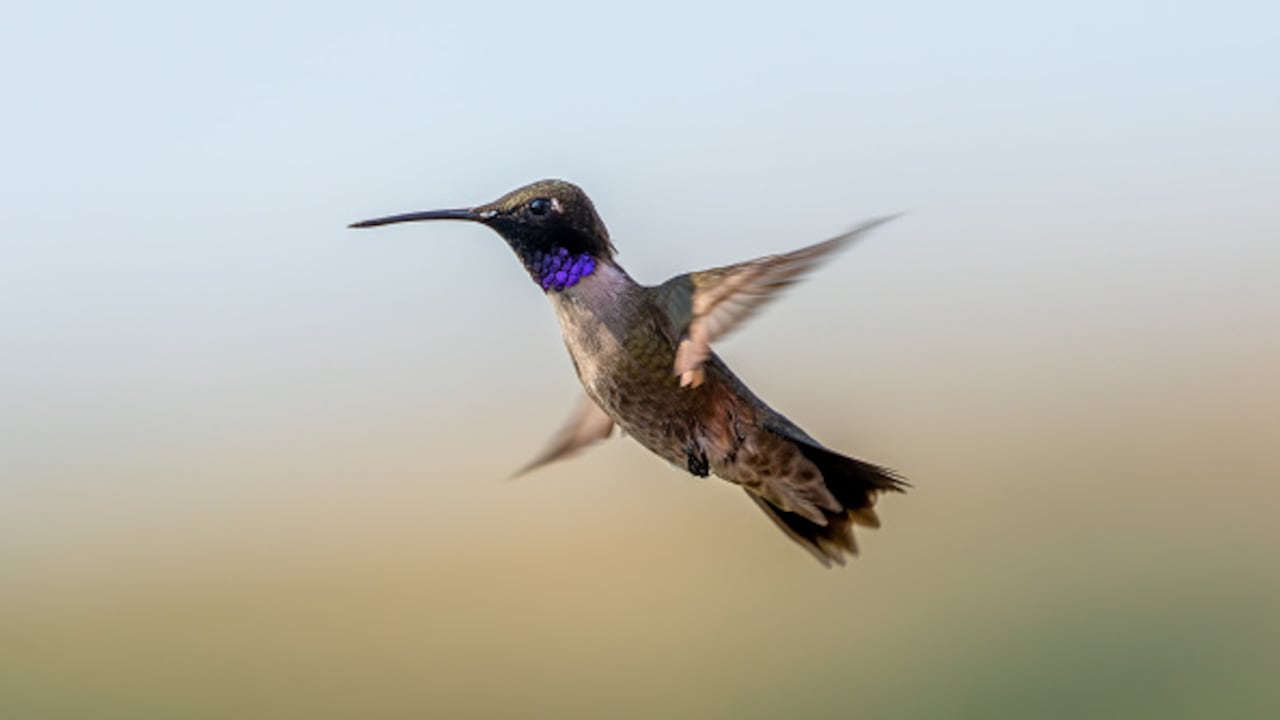 Los colibríes tienen la capacidad de volar en reversa.