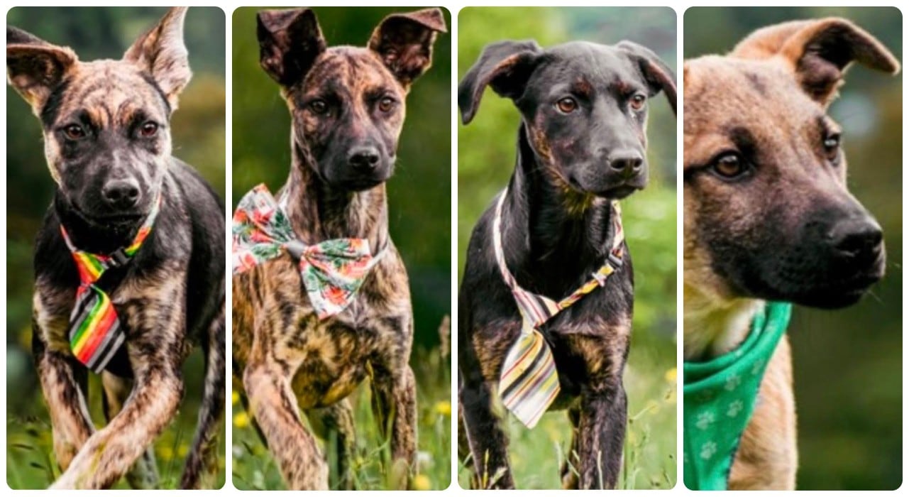 Cuatro perritos rescatados de los cerros Orientales
