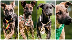 Cuatro perritos rescatados de los cerros Orientales