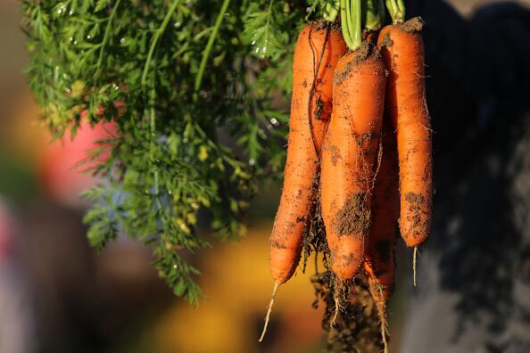 La primera recomendación es lavar la verdura, pues proviene del suelo y puede contener bacterias. Después, enjuagarlas bien debajo del agua de la llave. (Photo by Majdi Fathi/NurPhoto via Getty Images)