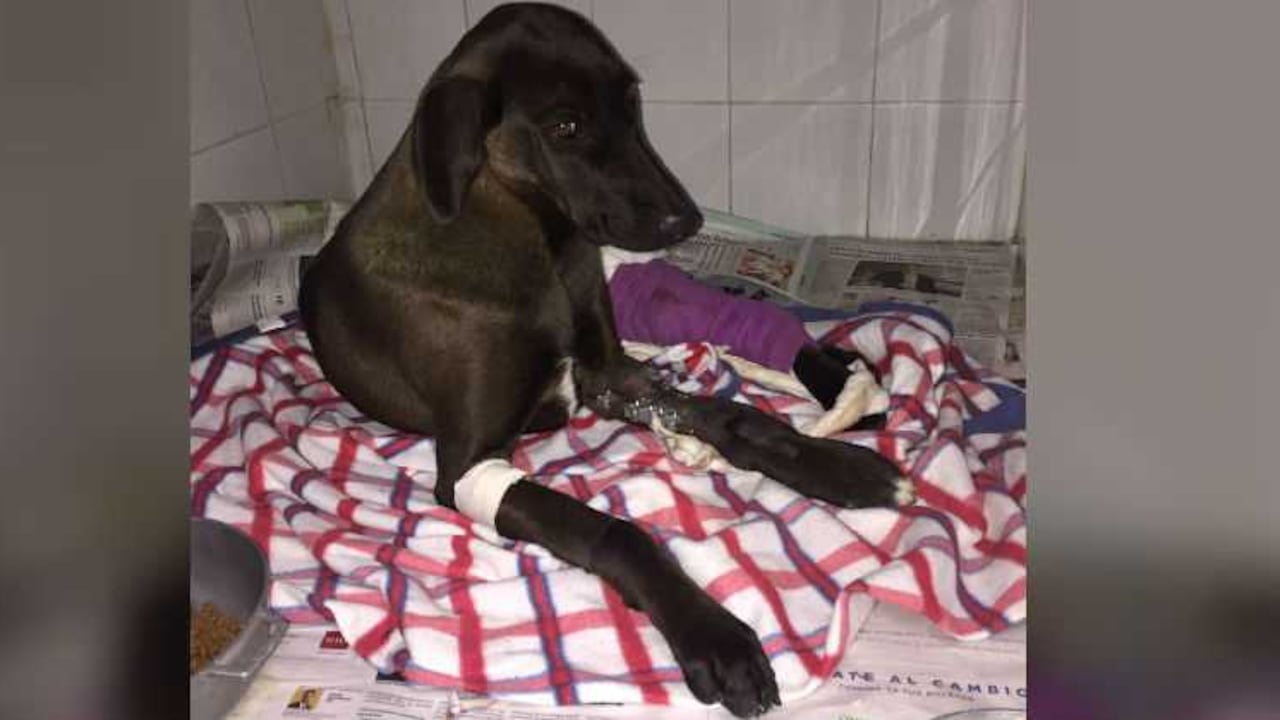 'La negra' después de algunas cirugías.