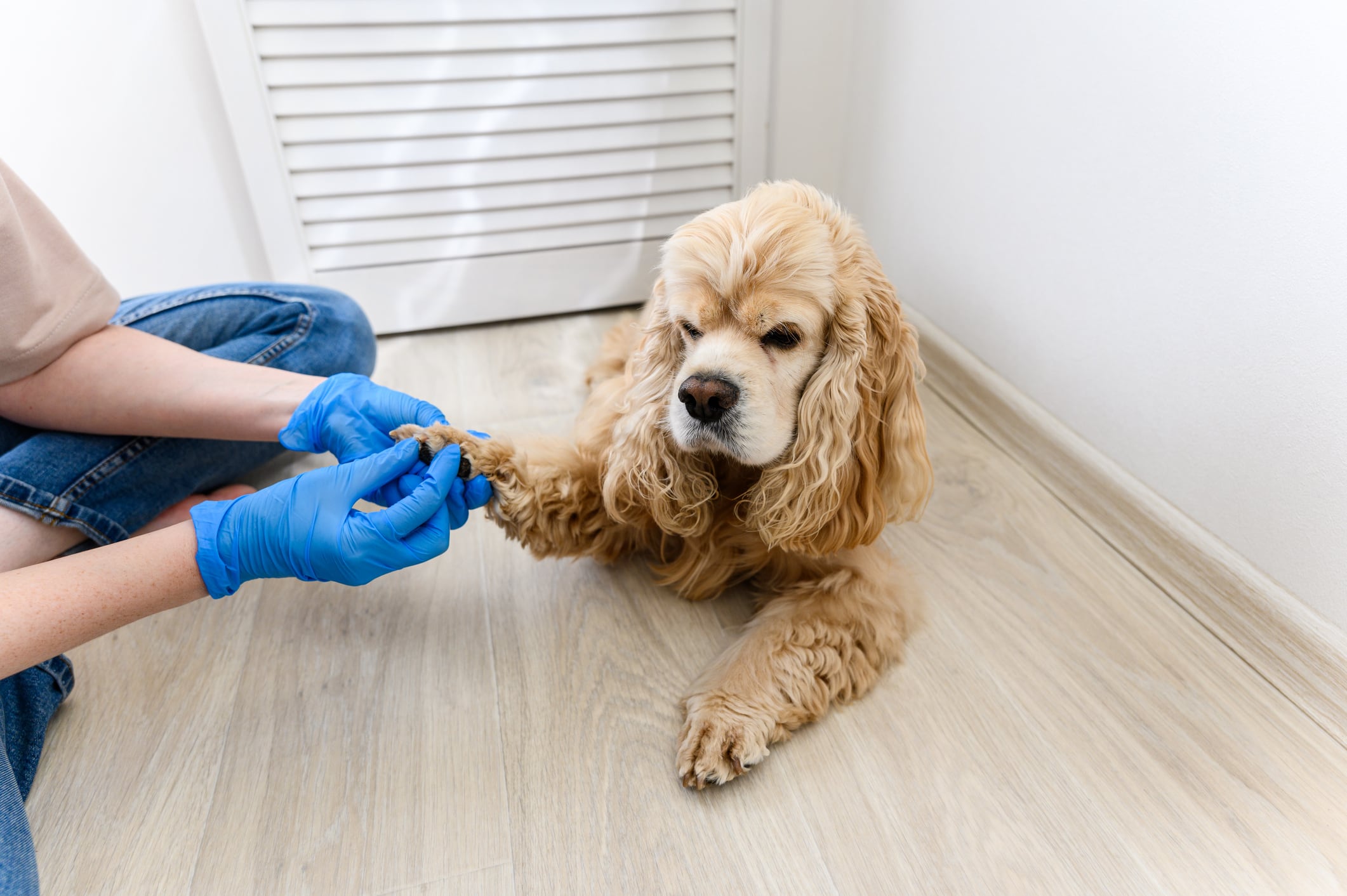 La importancia de limpiar las patas de los perros después de pasear.