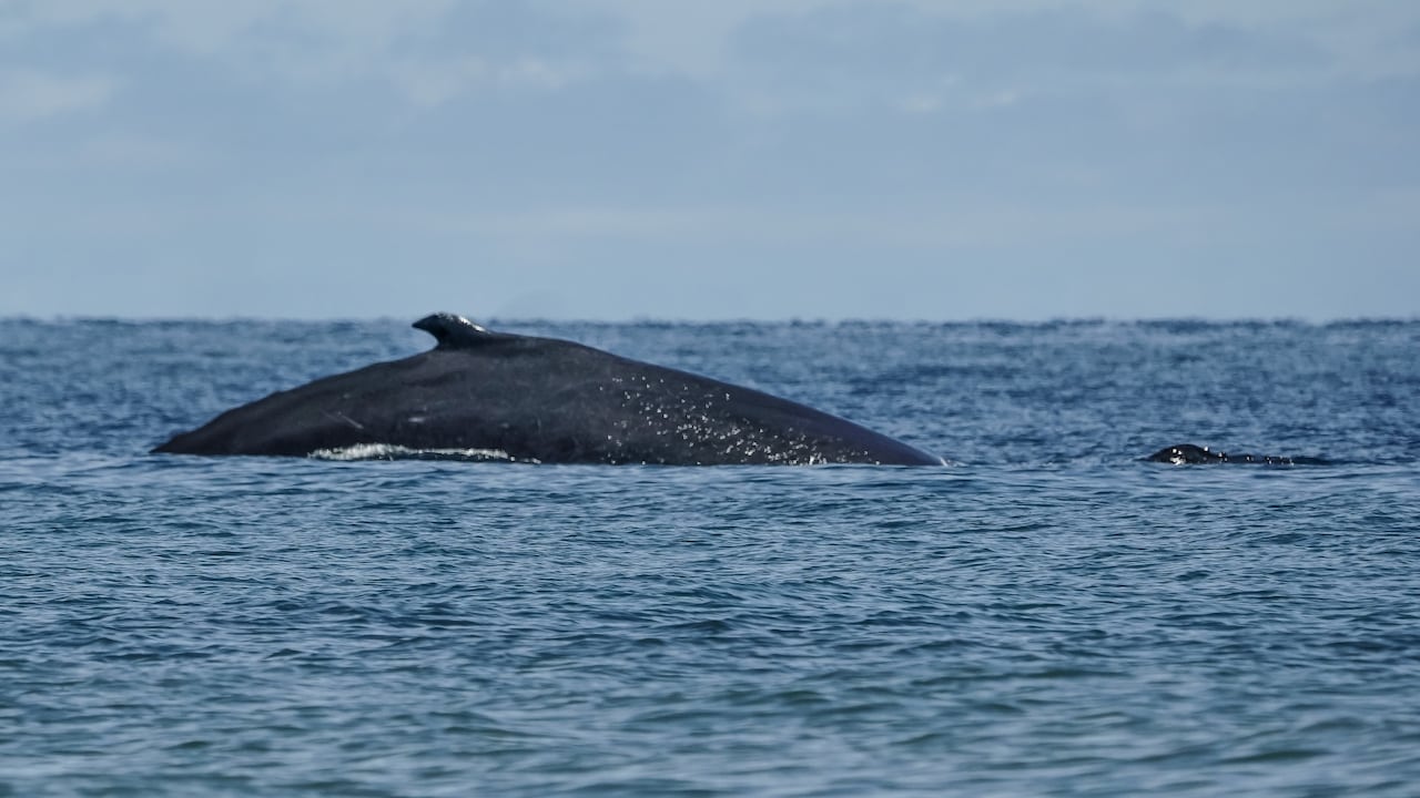 La diversidad de flora y fauna nativa (terrestre y marina) que se conserva en la isla Gorgona, la hace un magnífico destino turístico. Recibe el nombre de Gorgona, por la cantidad de serpientes que habitan allí, pues hace alusión a la gorgona griega Medusa. Su vegetación tipo selva es el hábitat de numerosas especies de aves, mamíferos, insectos y reptiles. Se pueden observar lagartos, tortugas, serpientes, cangrejos, micos, avistar aves y ballenas, entre muchas otras especies. 29 de septiembre de 2024. Foto Jorge Orozco / El País.
