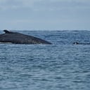 La diversidad de flora y fauna nativa (terrestre y marina) que se conserva en la isla Gorgona, la hace un magnífico destino turístico. Recibe el nombre de Gorgona, por la cantidad de serpientes que habitan allí, pues hace alusión a la gorgona griega Medusa. Su vegetación tipo selva es el hábitat de numerosas especies de aves, mamíferos, insectos y reptiles. Se pueden observar lagartos, tortugas, serpientes, cangrejos, micos, avistar aves y ballenas, entre muchas otras especies. 29 de septiembre de 2024. Foto Jorge Orozco / El País.