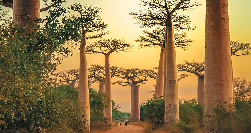 La Avenida de los Baobabs (Madagascar), a las afueras de Morondava, conserva cerca de 25 ejemplares de este árbol endémico.