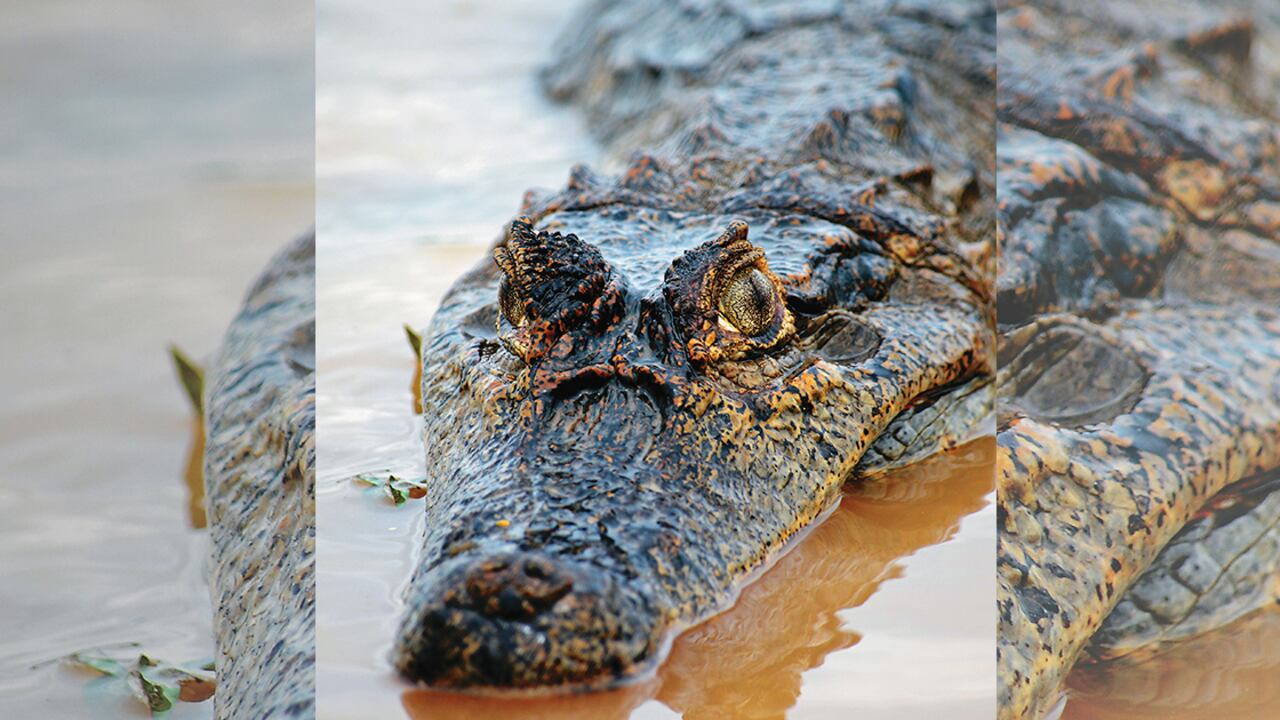 El cuerpo del niño que fue atacado por un caimán en la orilla de un lago de Disney en Orlando.