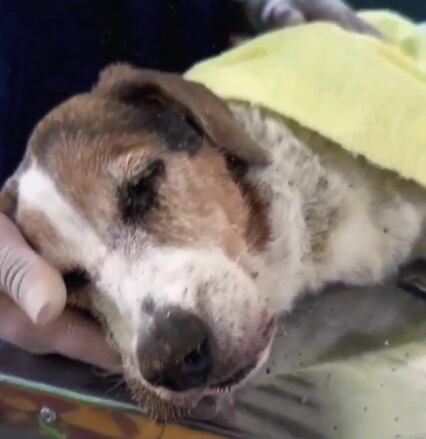 Esperanza fue encontrada por trabajadores de un sector de Itagüí que lograron desenterrarla.