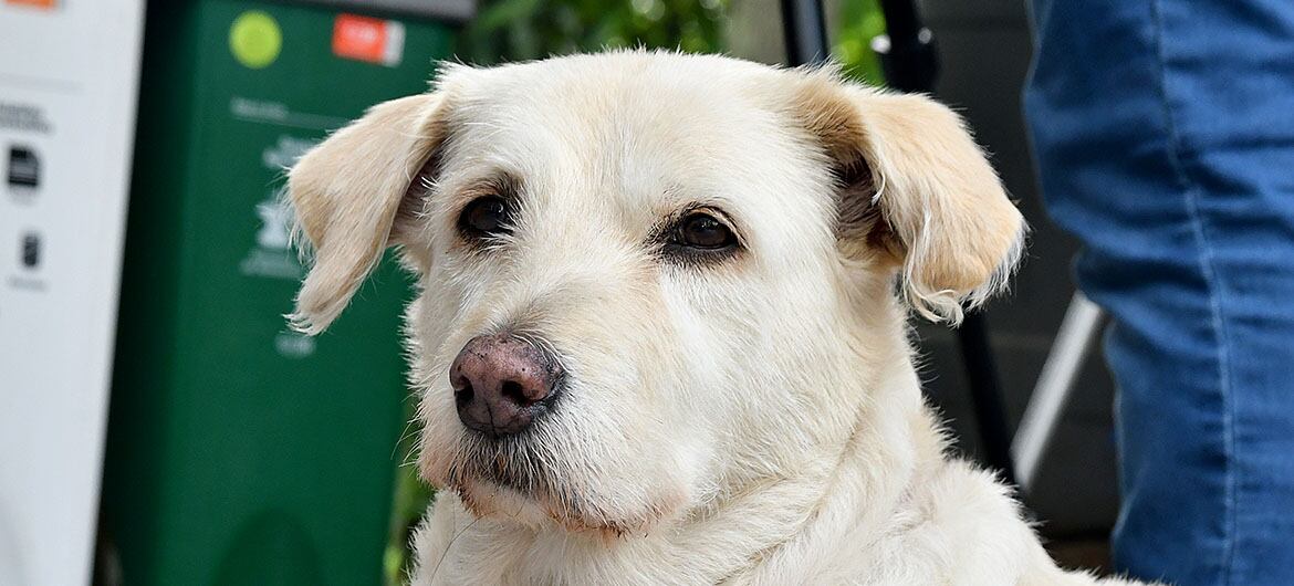Centro de Bienestar Animal en Cali tendrá inspección de Policía para casos de maltrato.