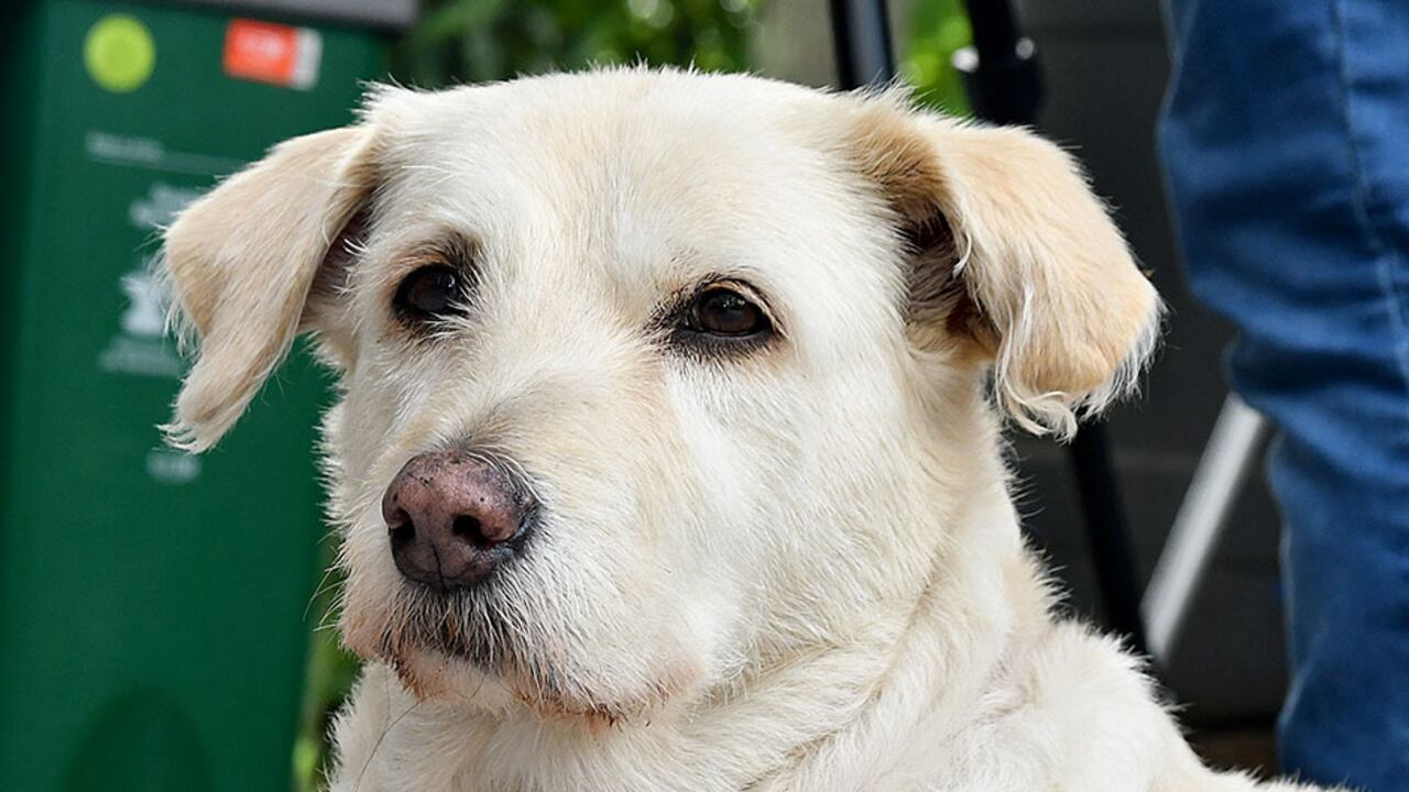 Durante el 2022 se atendieron 700 requerimientos en Cali por presunto maltrato animal.