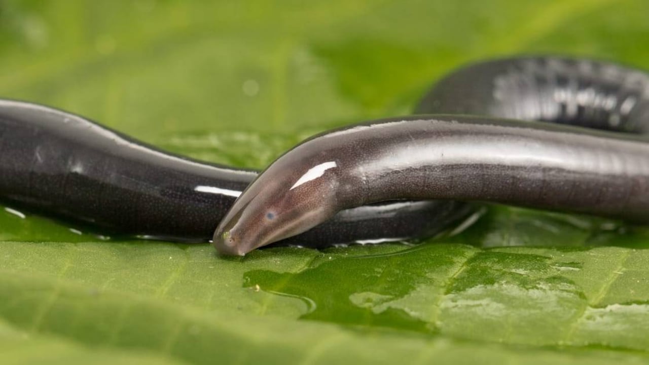 Este nuevo anfibio fue llamado por la comunidad como Cecilia de la serranía de la belleza. Foto: Felipe Villegas/Instituto Humboldt.