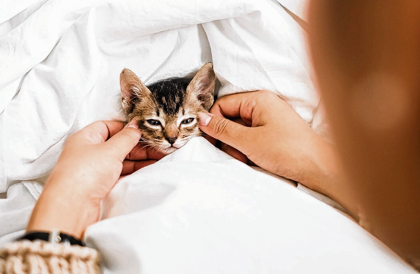Defensores de animales  aseguran que tratar a una mascota como un bebé es un amor mal interpretado. El gato o  el perro tienen derecho de ser animales.