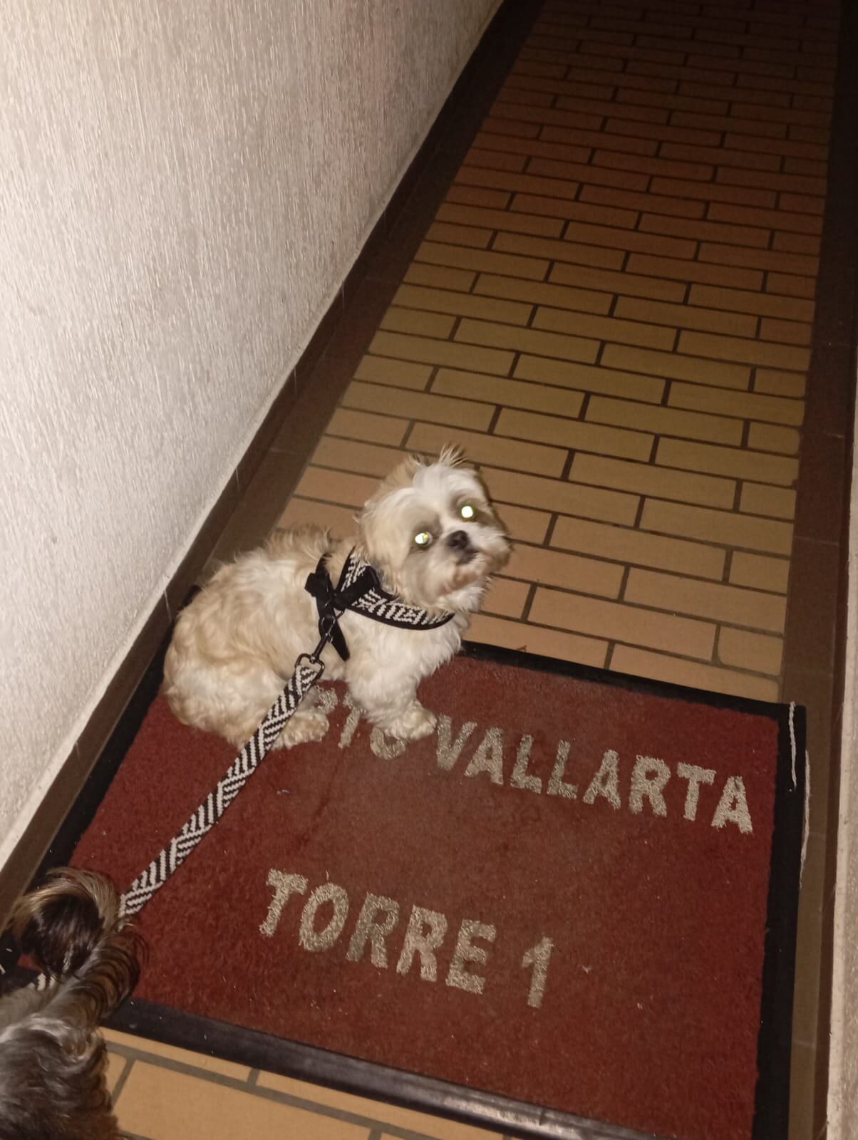 Fue visto por última vez al frente del Jardín Botánico, Cra. 68f #63a-2 a 63a-18, Bogotá.