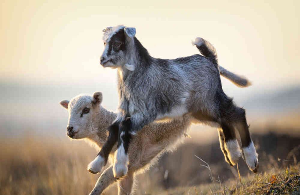 En Colombia existen 1.620.000 ovinos y 1.020.000 caprinos, según la Asociación Nacional de Caprinocultores y Ovinocultores de Colombia (Anco).
