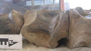 Dinosaurios, ¡que los hay los hay!