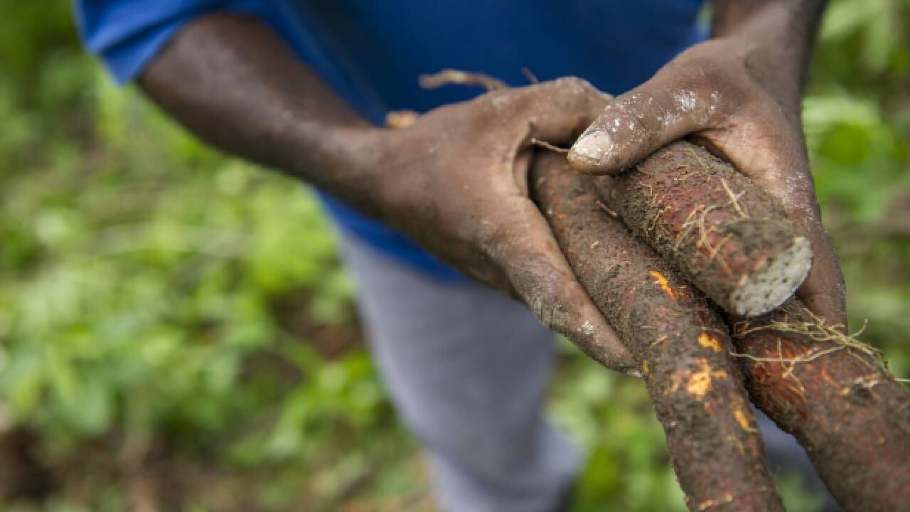 La yuca no se puede consumir cruda, pues contiene glucósidos cianogénicos, que cuando se descomponen dan lugar a compuestos tóxicos para el organismo. Foto: Gettyimages.