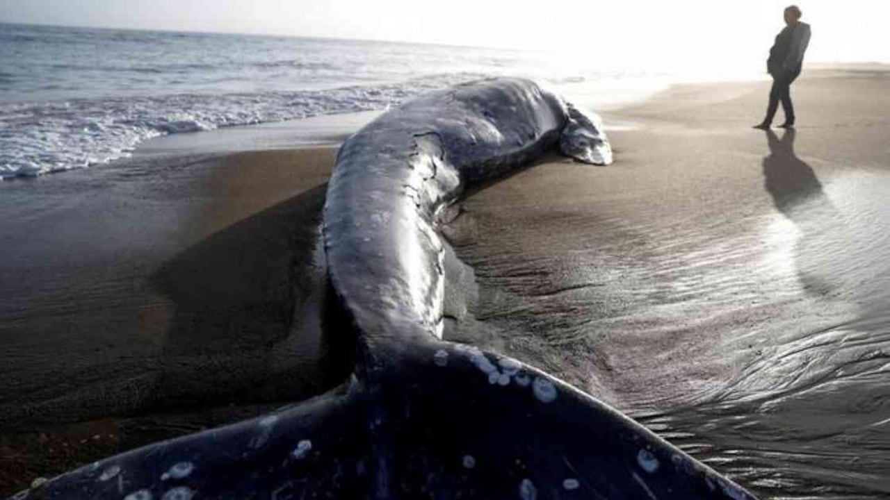 Los científicos vienen advirtiendo sobre el hacinamiento y las malas condiciones sanitarias de la cárcel. Foto: Reuters vía DW.
