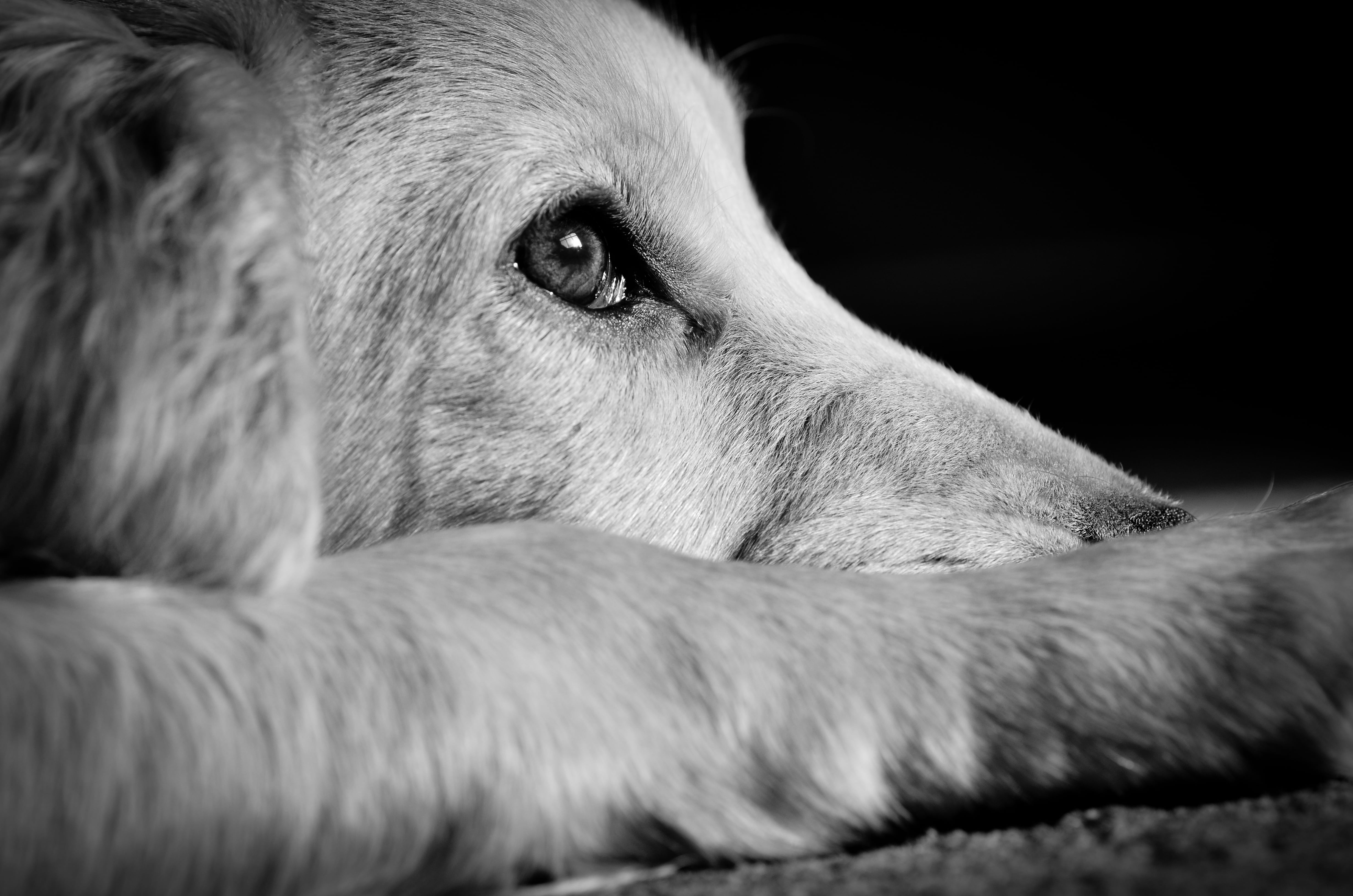 Investigan posible caso de maltrato animal