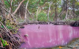 Varios turistas procedentes de varias regiones del país disfrutan del río rosa, en el corregimiento Uveros del municipio San Juan de Urabá.