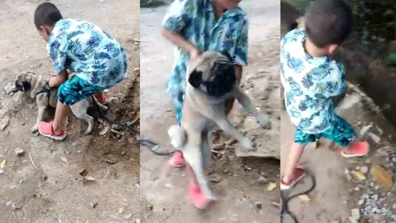 De no creer, niño arroja a perrita por un abismo en Tolima