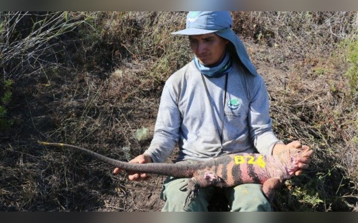 Twitter: @Ambiente_Ec