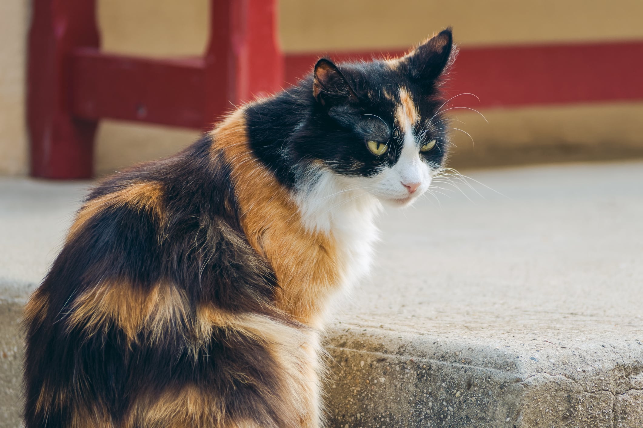 Gato tricolor