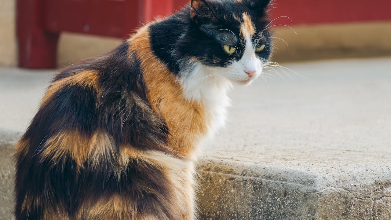 Los gatos tricolores nomalmente son hembras.