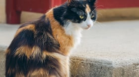 Gato tricolor