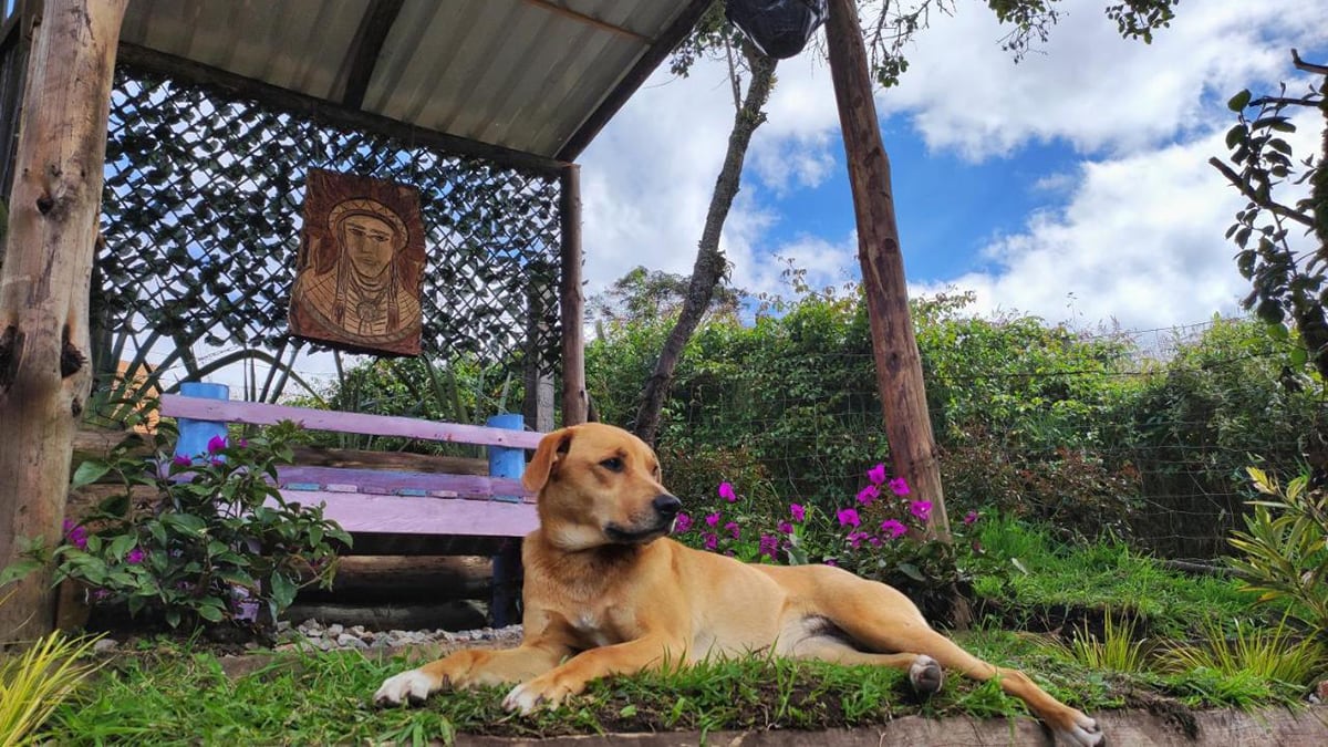 4 Patas, Destinos Pet Friendly