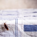 cockroach climbing on a clean bed, bug problems at home, copy spaceLas cucarachas alemanas, a menudo pasadas por alto como una simple plaga, pueden tener un efecto negativo en la salud del hogar. Su capacidad para introducir patógenos en el entorno doméstico subraya la importancia de una intervención efectiva.