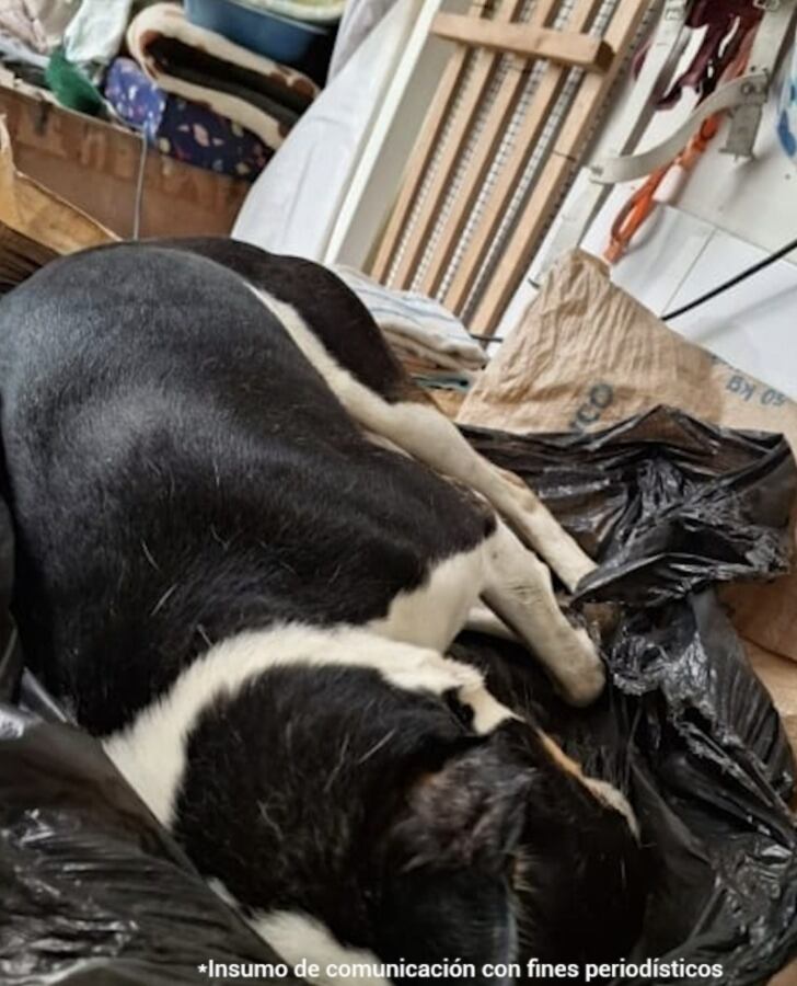 El veterinario Gustavo Muñoz Ramírez fue imputado por maltrato animal tras la muerte de ‘Yogui’ en el barrio Diablos Rojos.