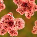 Se trata de un parásito unicelular que puede ser contraído vía nasal y que se encuentra principalmente en aguas dulces templadas o en aguas estancadas.