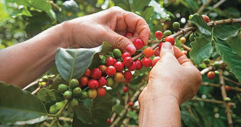 La producción de café en Colombia cayó un 13 % durante marzo. 