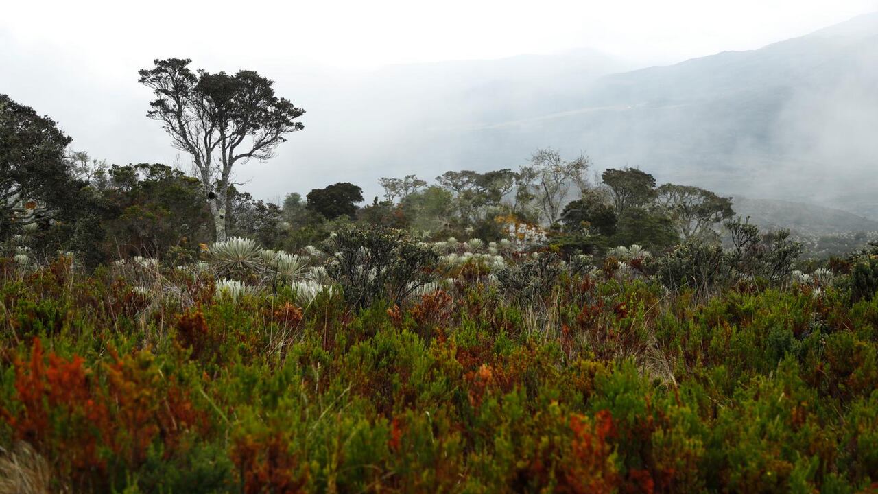 En los ocho jardines botánicos de la provincia boyacense de Ricaurte hay más de 500 especies de plantas de ecosistemas de bosque andino y subpáramo, y más de 40 colecciones de especies nativas.