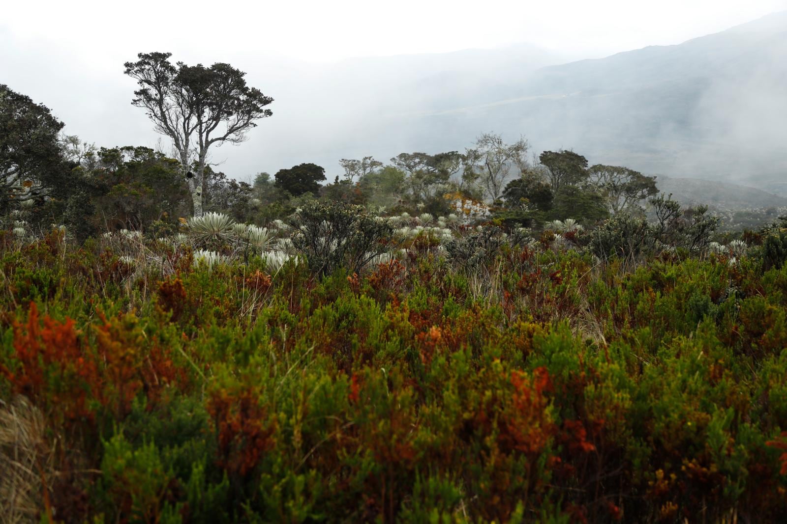 En los ocho jardines botánicos de la provincia boyacense de Ricaurte hay más de 500 especies de plantas de ecosistemas de bosque andino y subpáramo, y más de 40 colecciones de especies nativas.