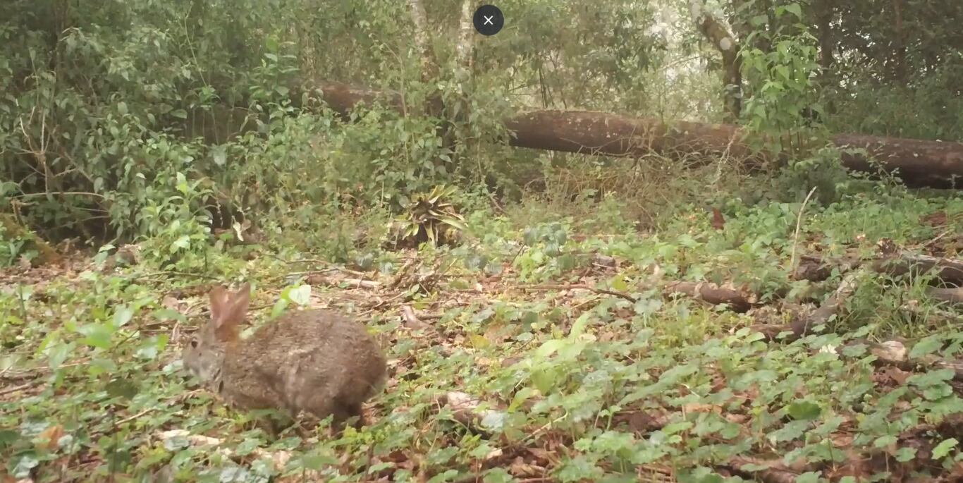El redescubrimiento del conejo de cola de algodón Omiltemi, perdido por más de 120 años, deja perplejos a los biólogos.
