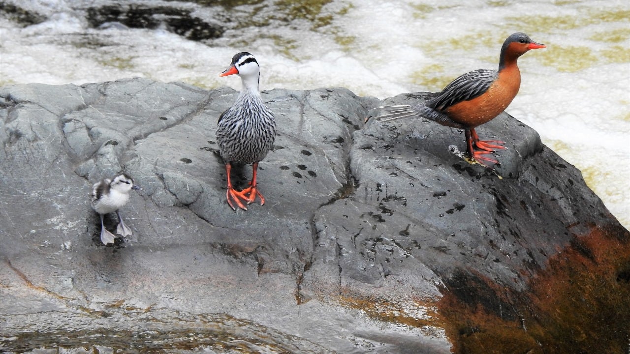 Pato de torrentes (Torrent Duck) es una de las especies que se pueden avistar en Pance