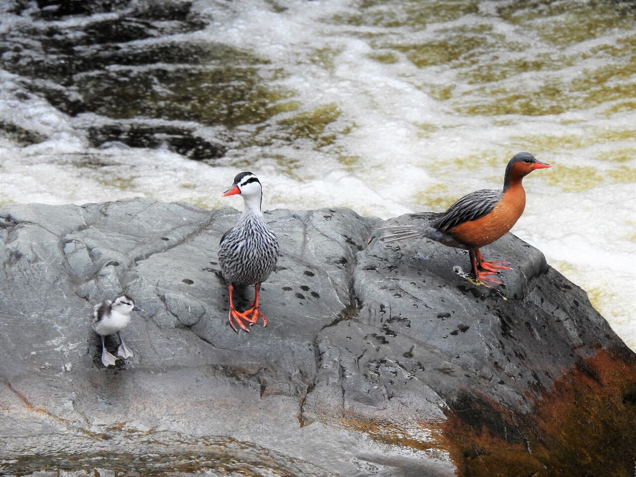 Pato de torrentes (Torrent Duck) es una de las especies que se pueden avistar en Pance