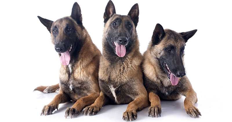 Los pastores belgas deben recibir chequeos veterinarios periódicos, vacunas y desparasitación según las recomendaciones del veterinario.