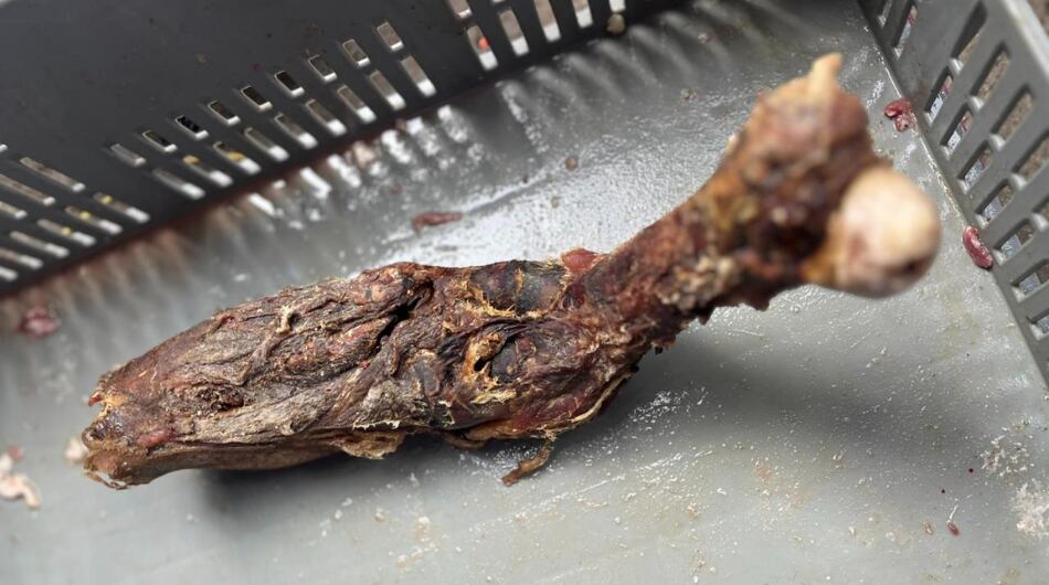 El material incautado estaba en mal estado y rodeado de plagas, según la Alcaldía de Medellín.