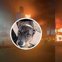 Perrita fallecida en el atentado en Cúcuta.