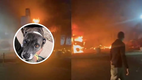 Perrita fallecida en el atentado en Cúcuta.