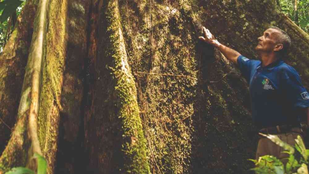 Así contribuyen las comunidades a la reforestación del piedemonte amazónico