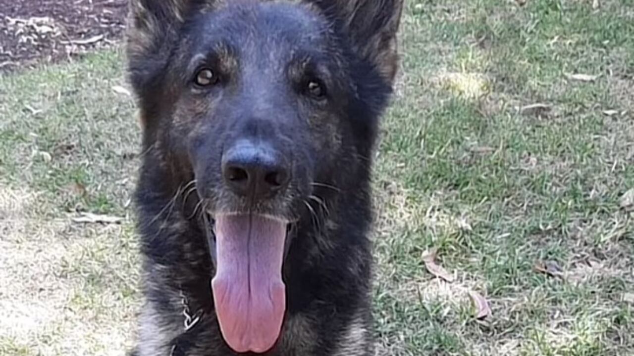 El perrito mexicano perdió la vida en la misión que se adelanta en Turquía.