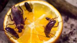 Estos pequeños insectos prefieren vivir en las ciudades donde encuentran todo lo que necesitan para propagarse.