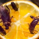 Estos pequeños insectos prefieren vivir en las ciudades donde encuentran todo lo que necesitan para propagarse.